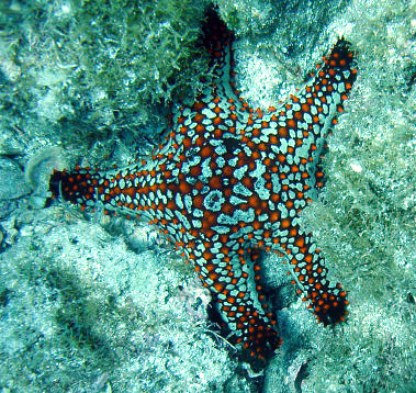 Sea Star