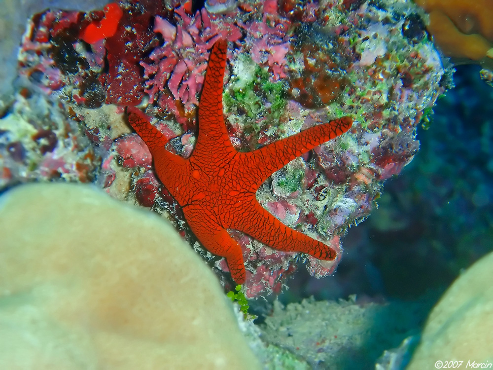 sea star