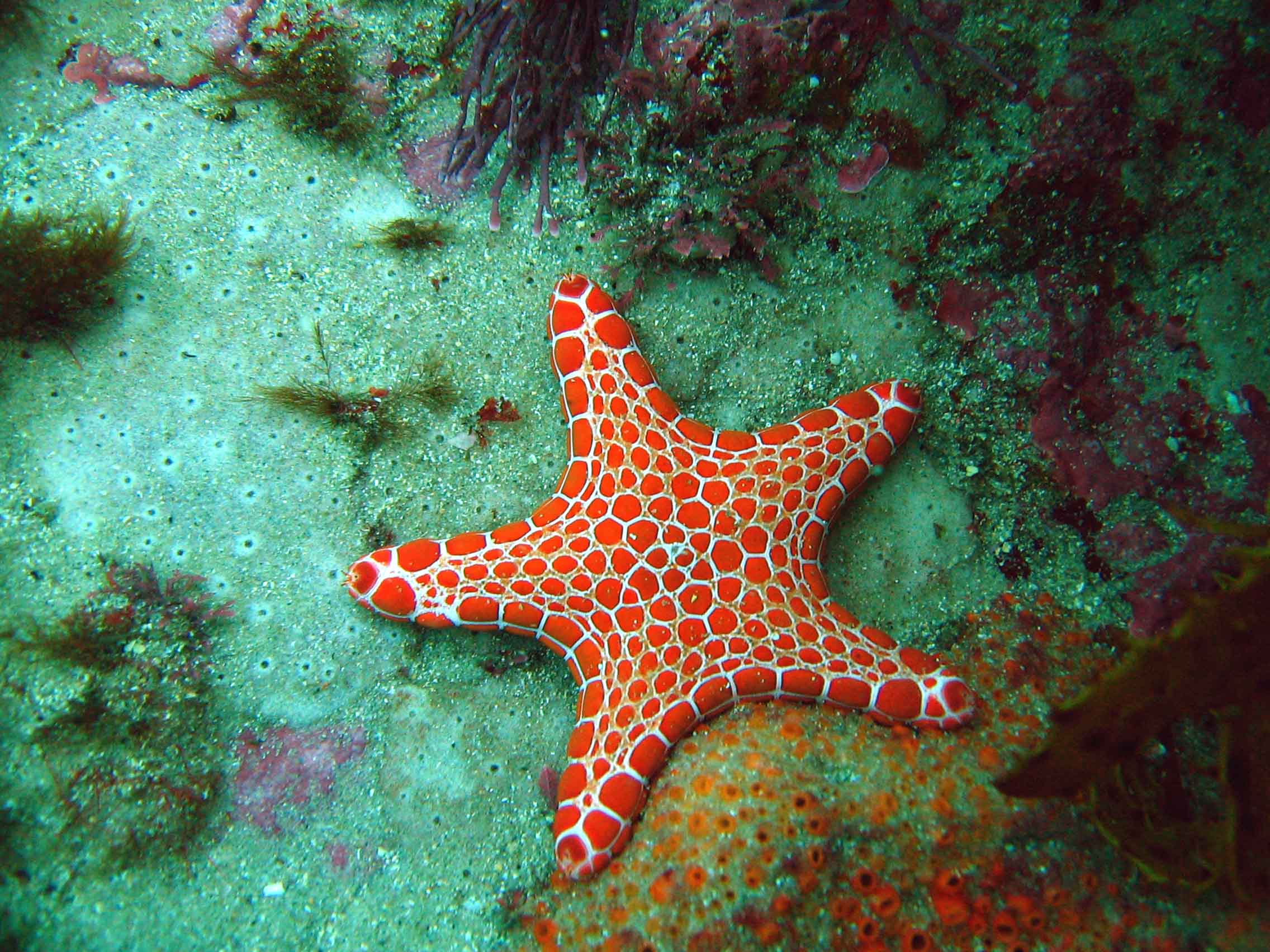 Sea Star