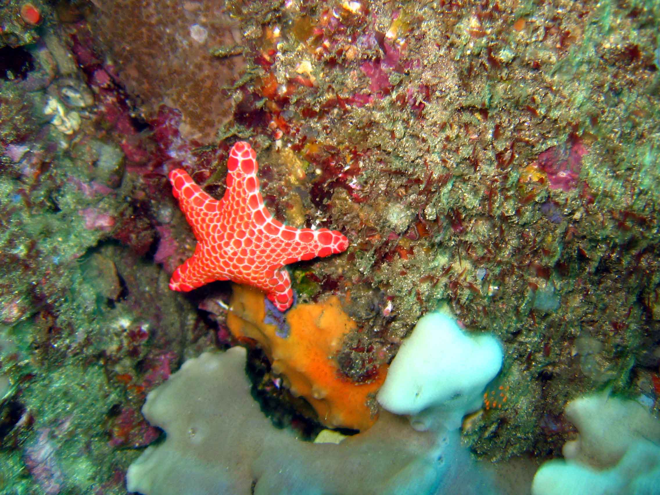 Sea Star