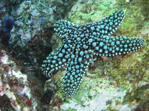 Sea Star