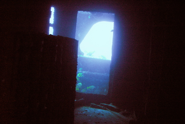 Sea Tiger door