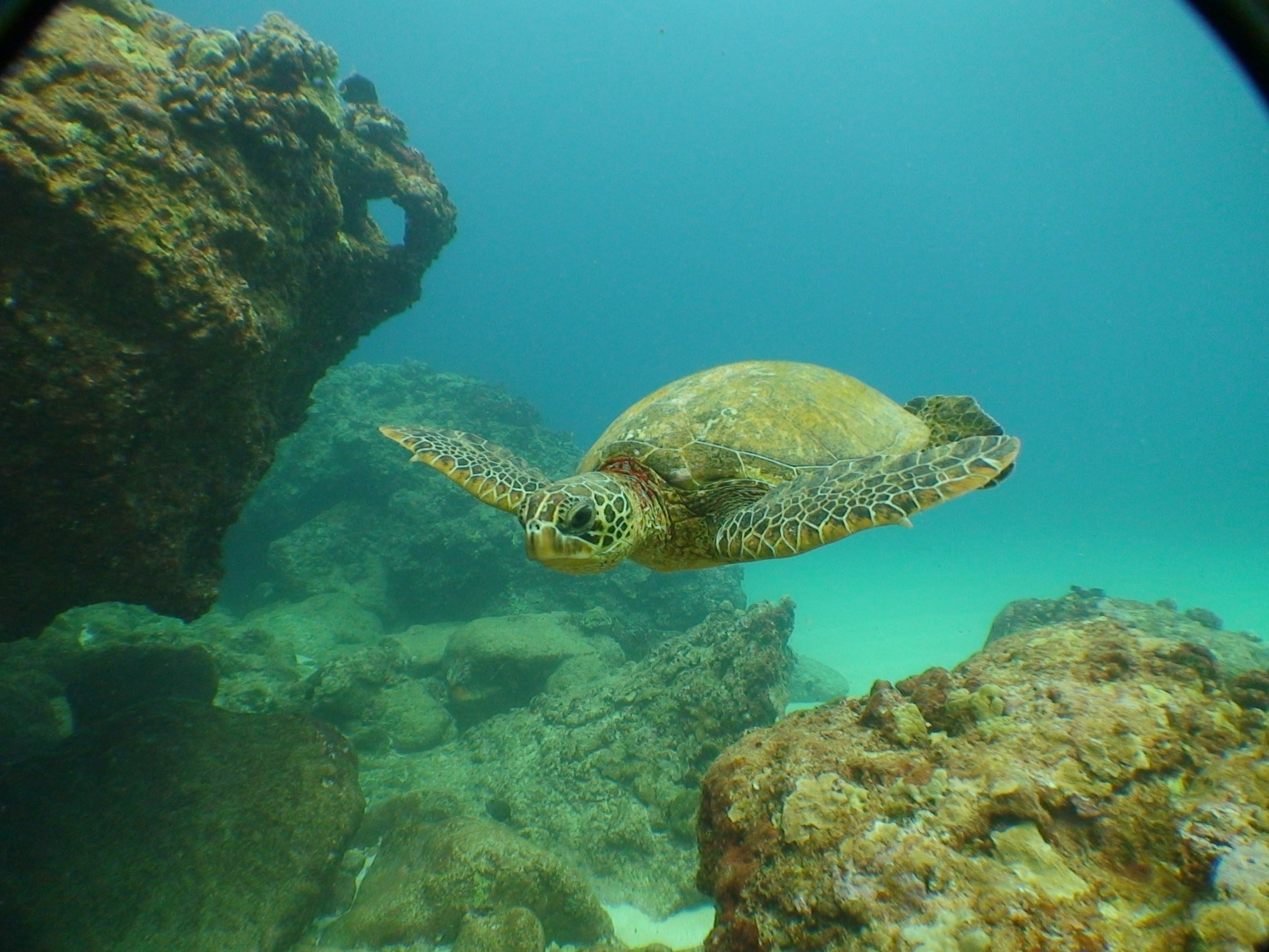 Sea Turtle at Sharks Cove