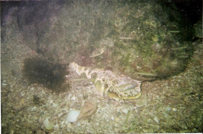 Sea Turtle at Spanish Rocks, Bradenton, FL 5/31/0/8