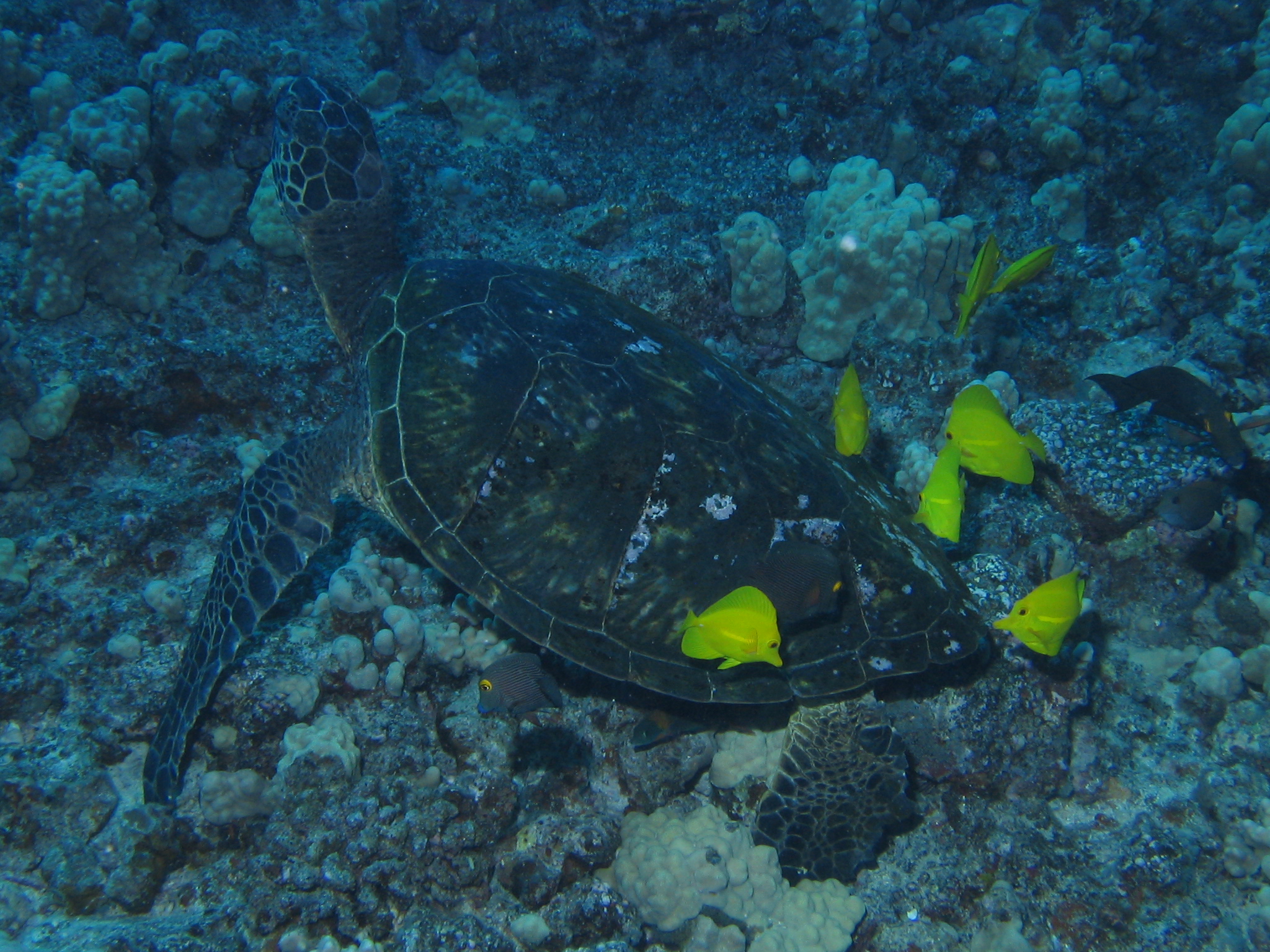 Sea Turtle Getting Cleaned