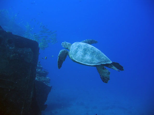 Sea turtle next to the San Pedro