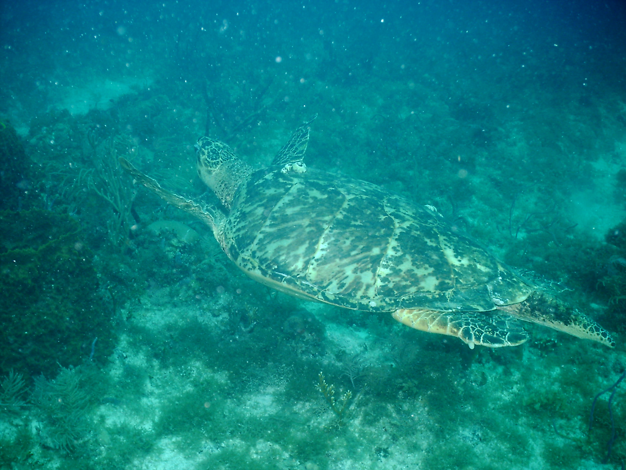 Sea Turtle on French Reef