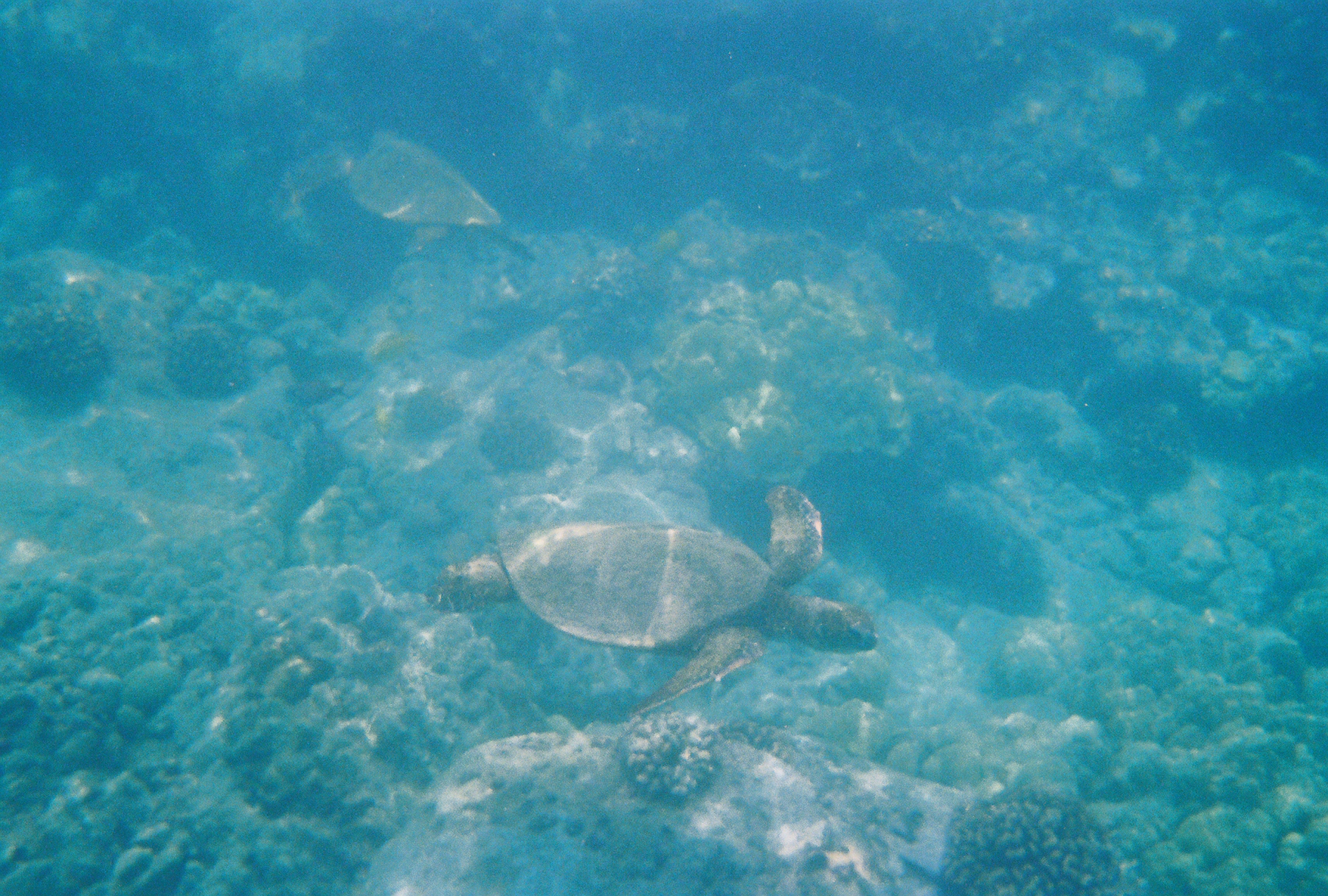 Sea Turtle(s) in Kona, Hawaii in the Place of Refuge