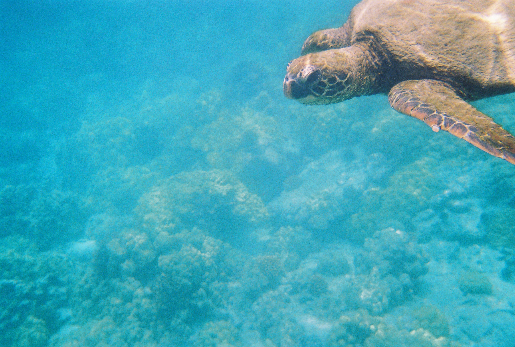 Sea Turtle(s) in Kona, Hawaii in the Place of Refuge