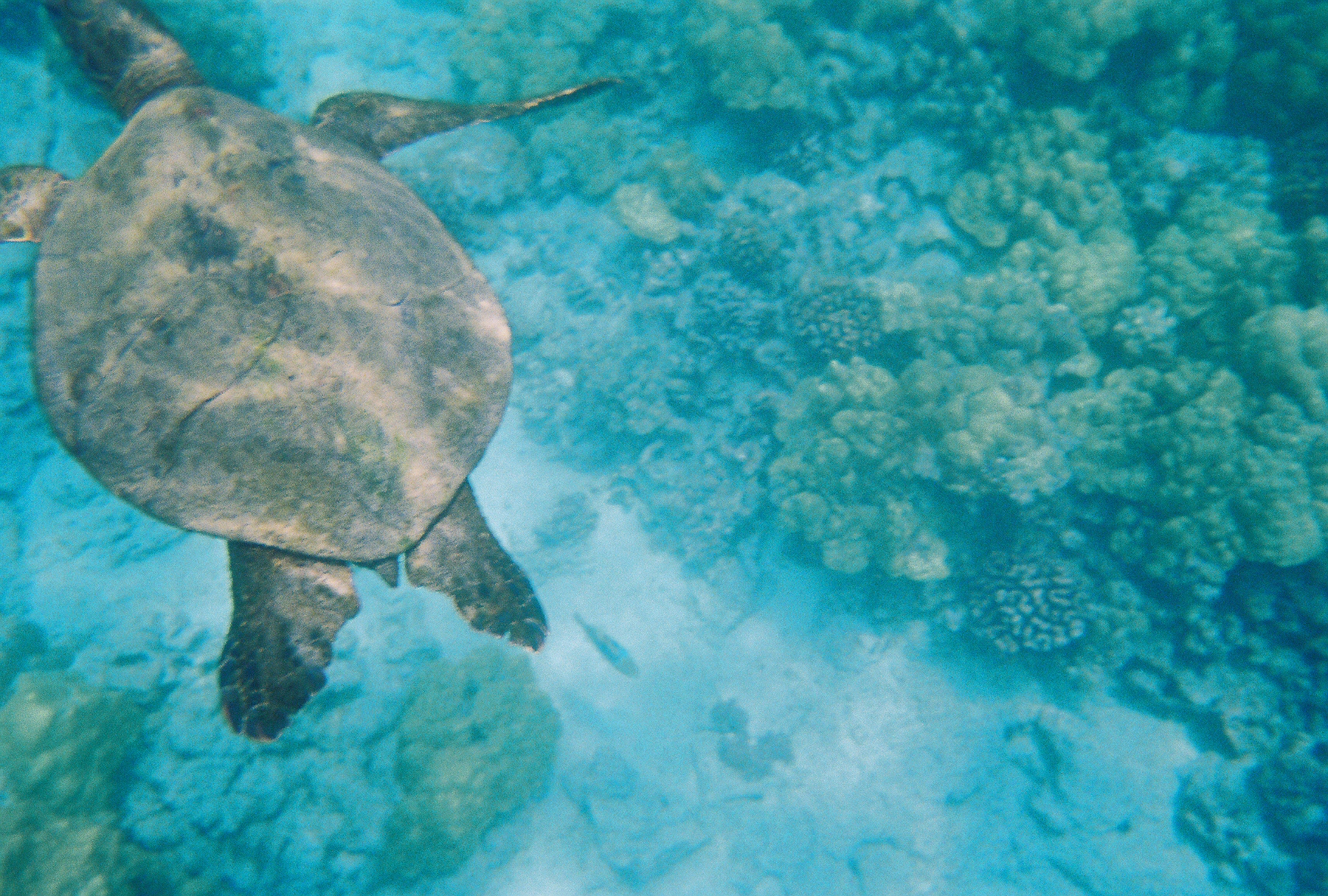 Sea Turtle(s) in Kona, Hawaii in the Place of Refuge