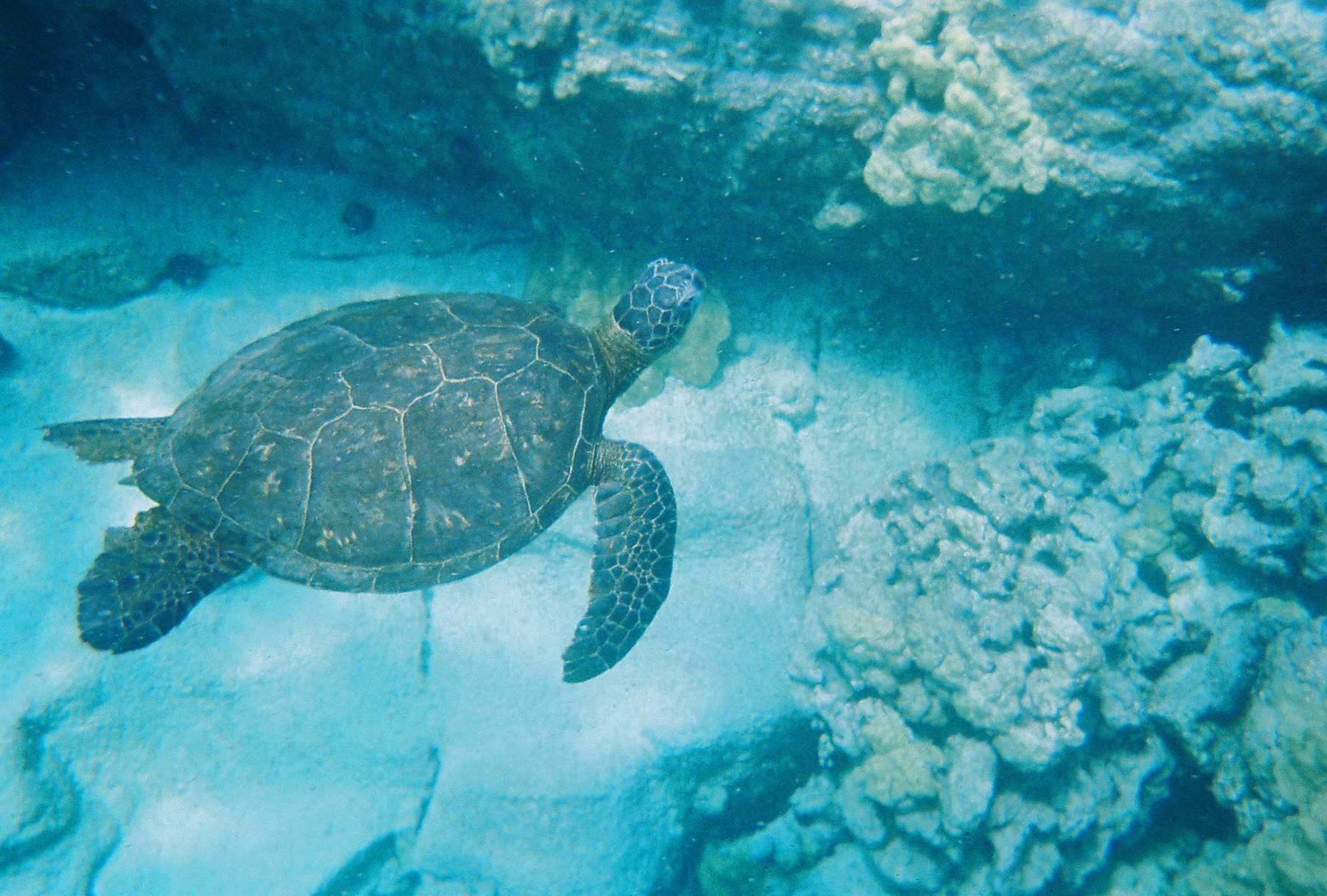 Sea Turtle(s) in Kona, Hawaii in the Place of Refuge