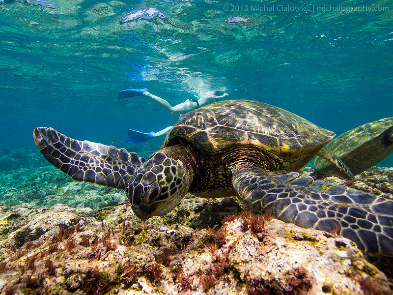 Sea Turtle - Tunnels Beach, Kauai