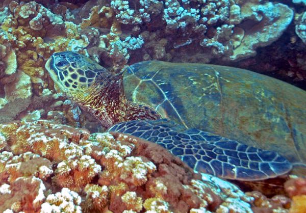 Sea Turtle - Turtle Reef - Maui
