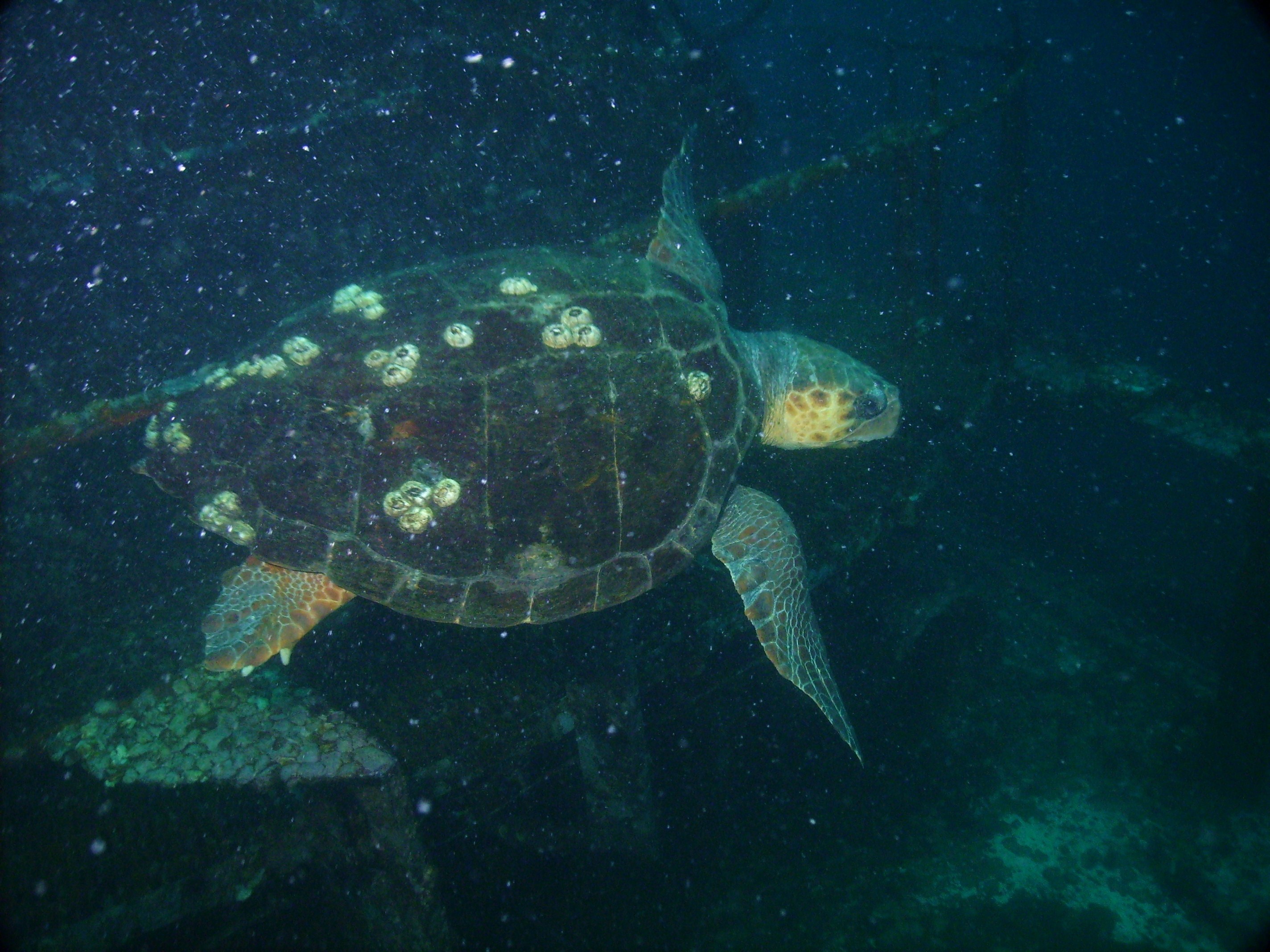 Sea turtle (type?) at the USS Oriskany