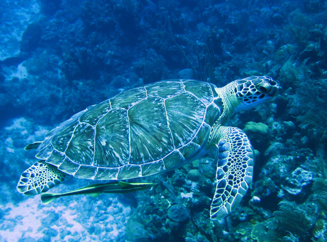 Sea Turtle