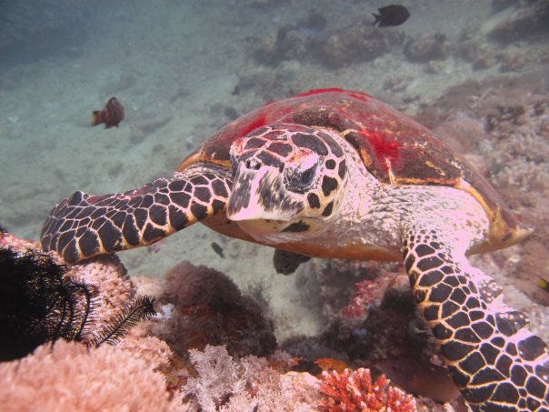 SEA TURTLE