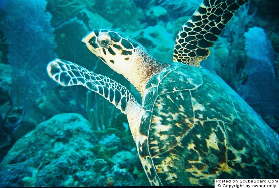 Sea Turtle