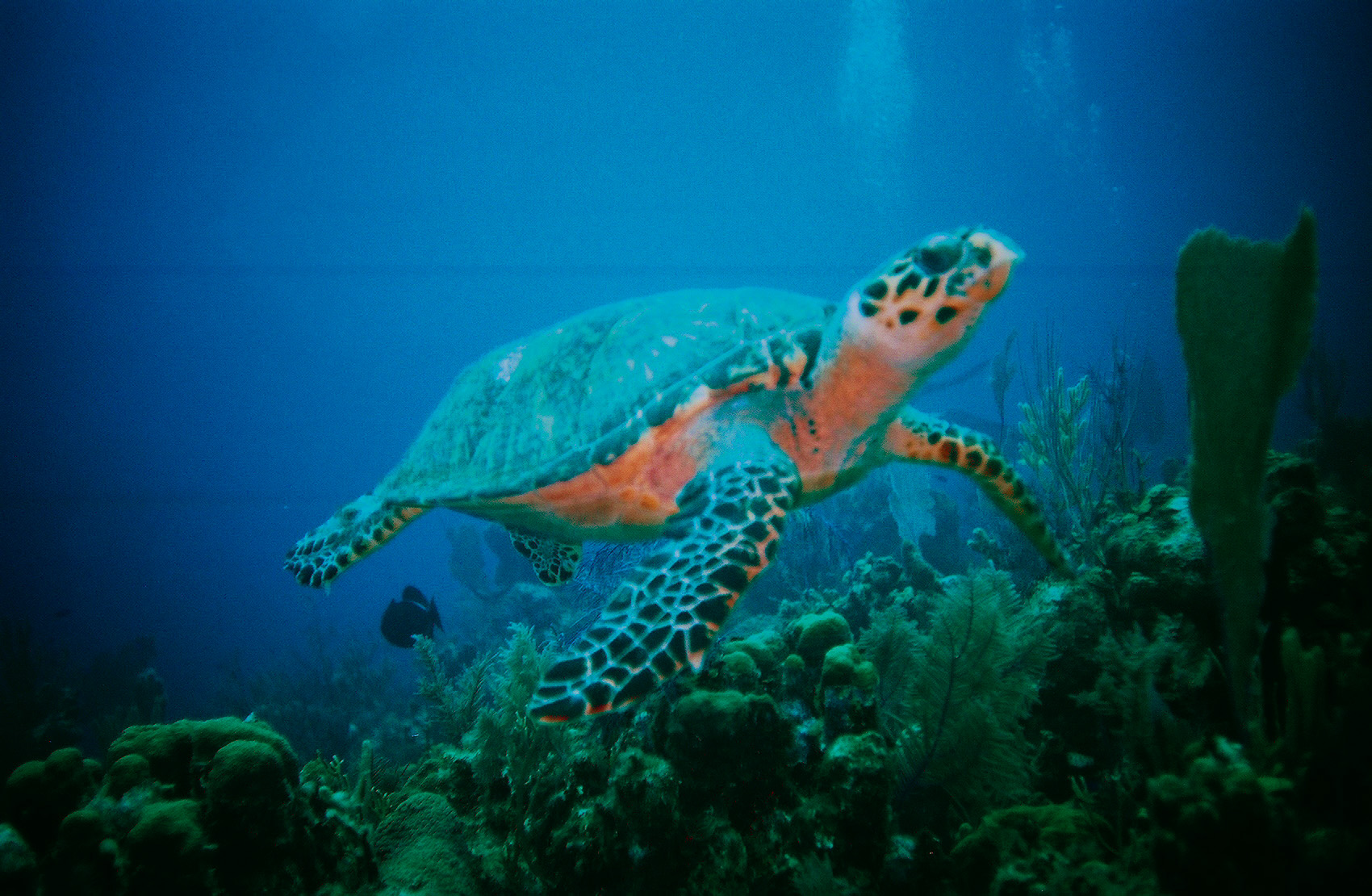 Sea Turtle