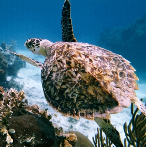 Sea Turtle