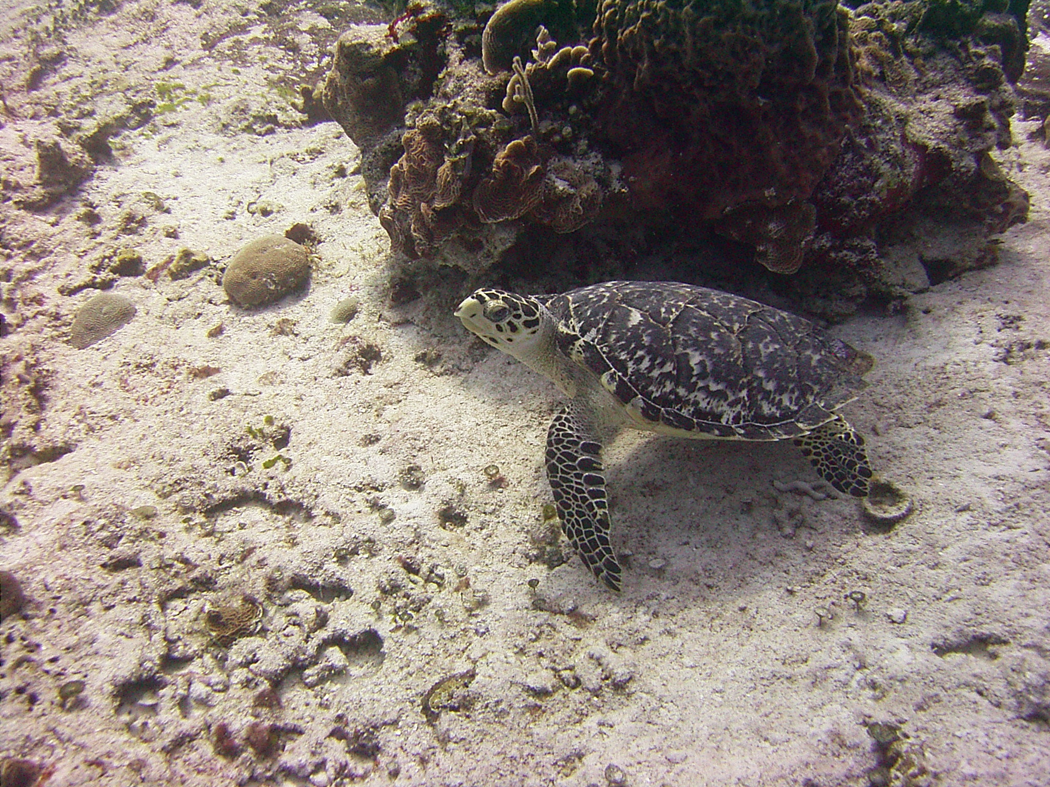 Sea Turtle