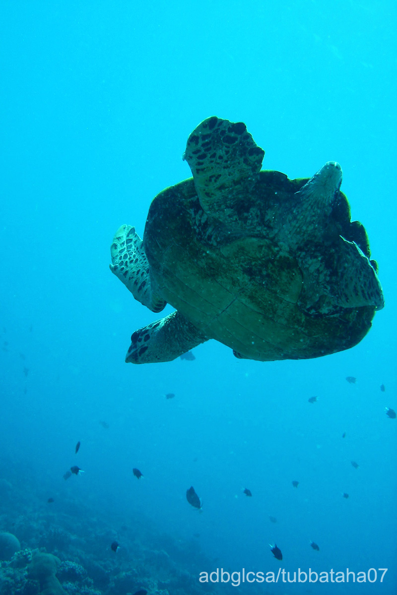 Sea Turtle