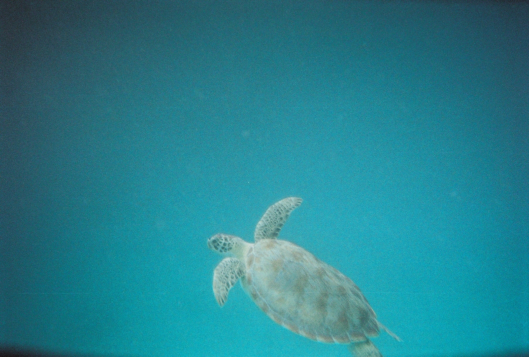 Sea Turtle