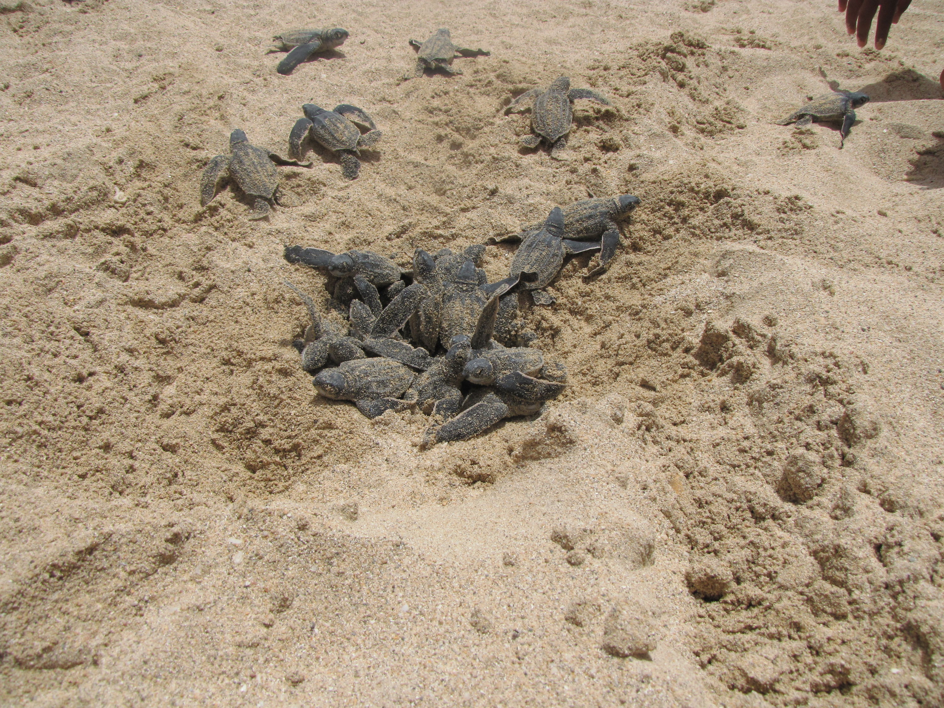 Sea Turtles headed for ocean