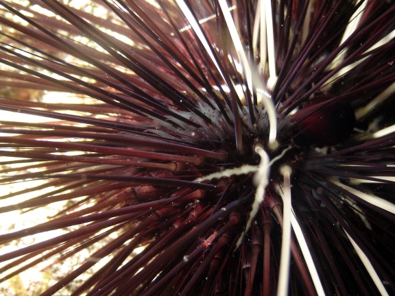 Sea Urchin at Night