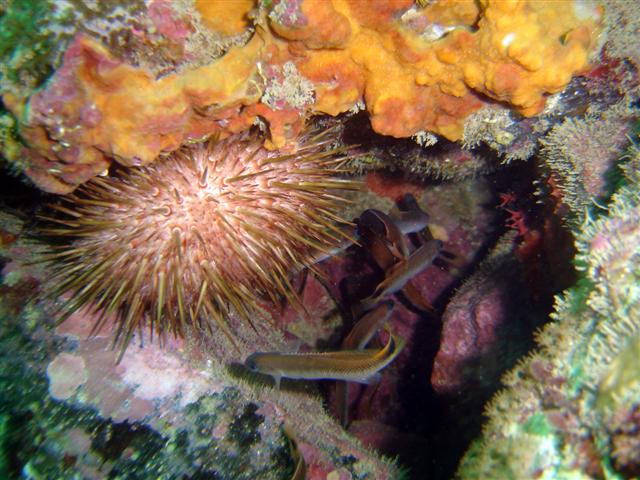 Sea Urchin & Blotch-tailed Trachinops