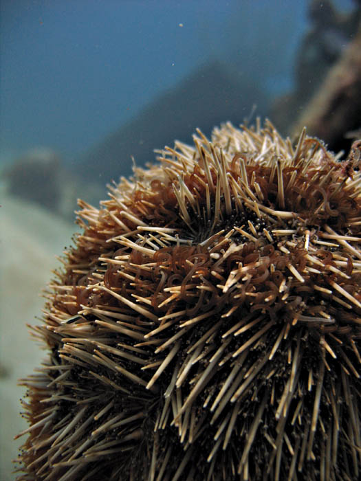 Sea Urchin closeup