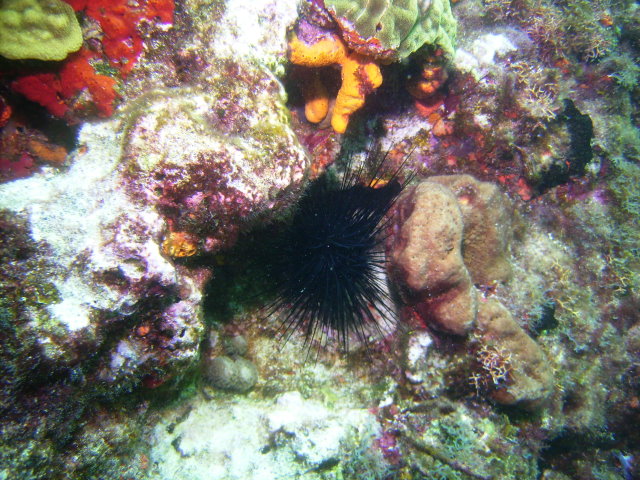 Sea Urchin in Cancun