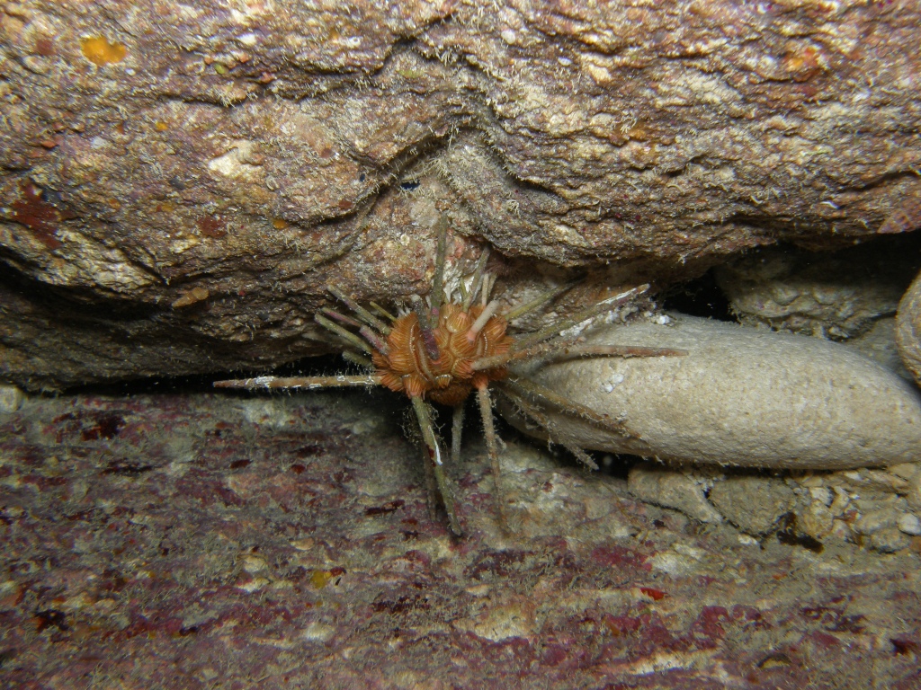sea urchin in ulysess cave
