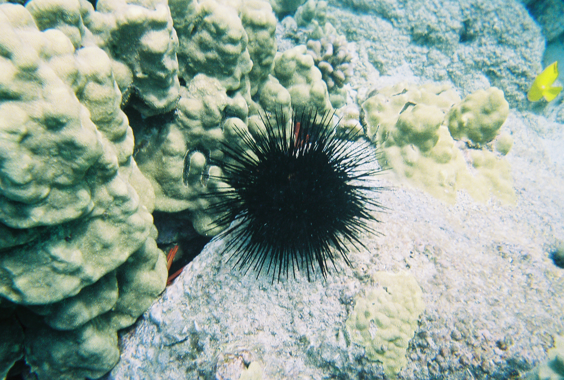 Sea Urchin (July 2006 in Kona, Hawaii in the Place of Refuge)