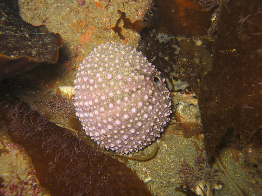 Sea Urchin Skeleton