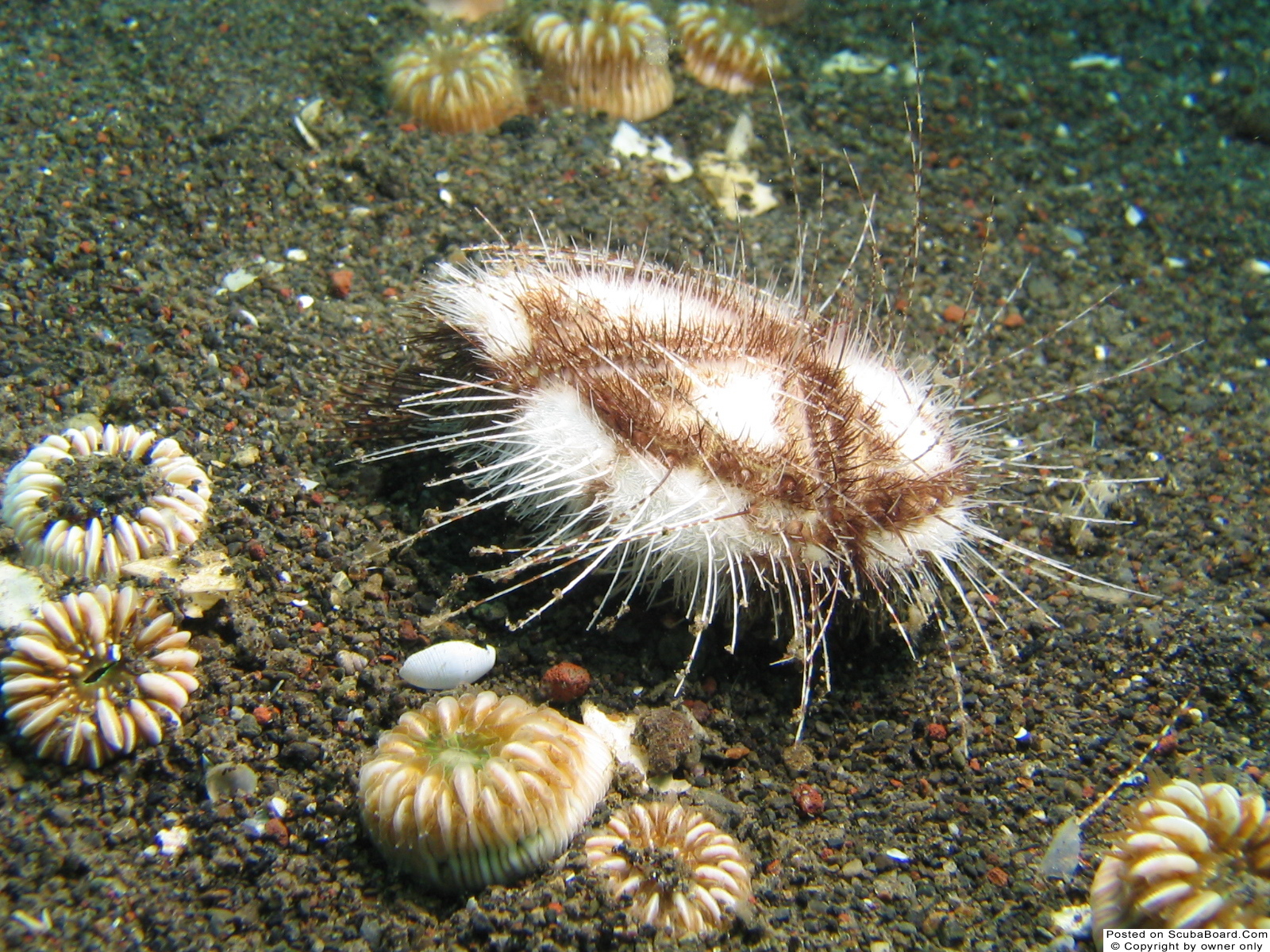Sea Urchin?