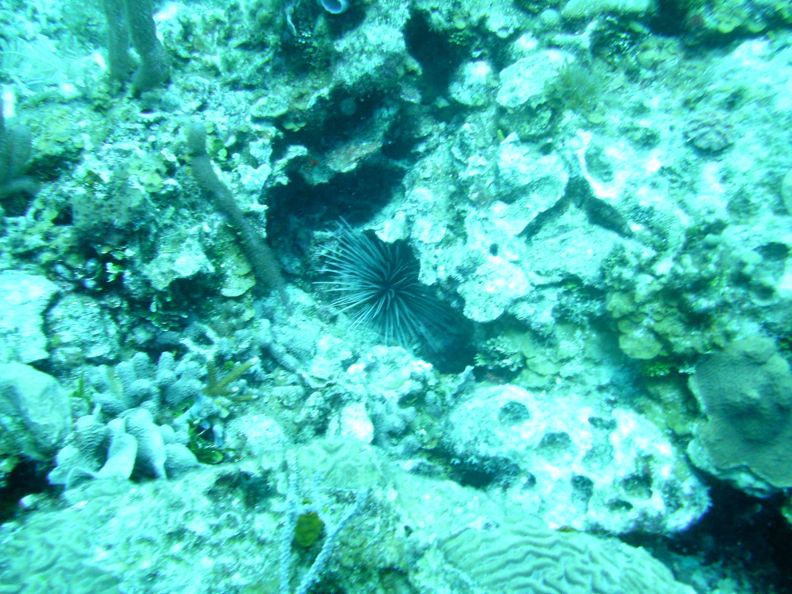 Sea urchin