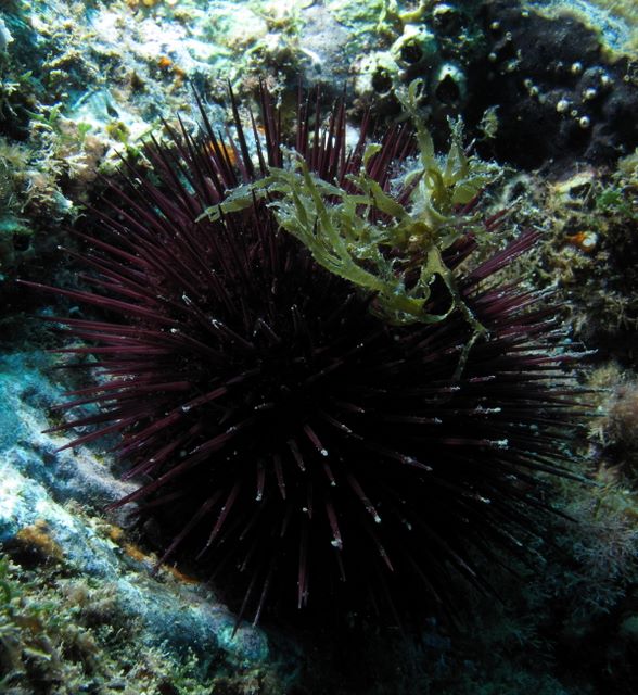 Sea Urchin