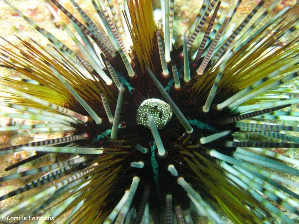 Sea Urchin