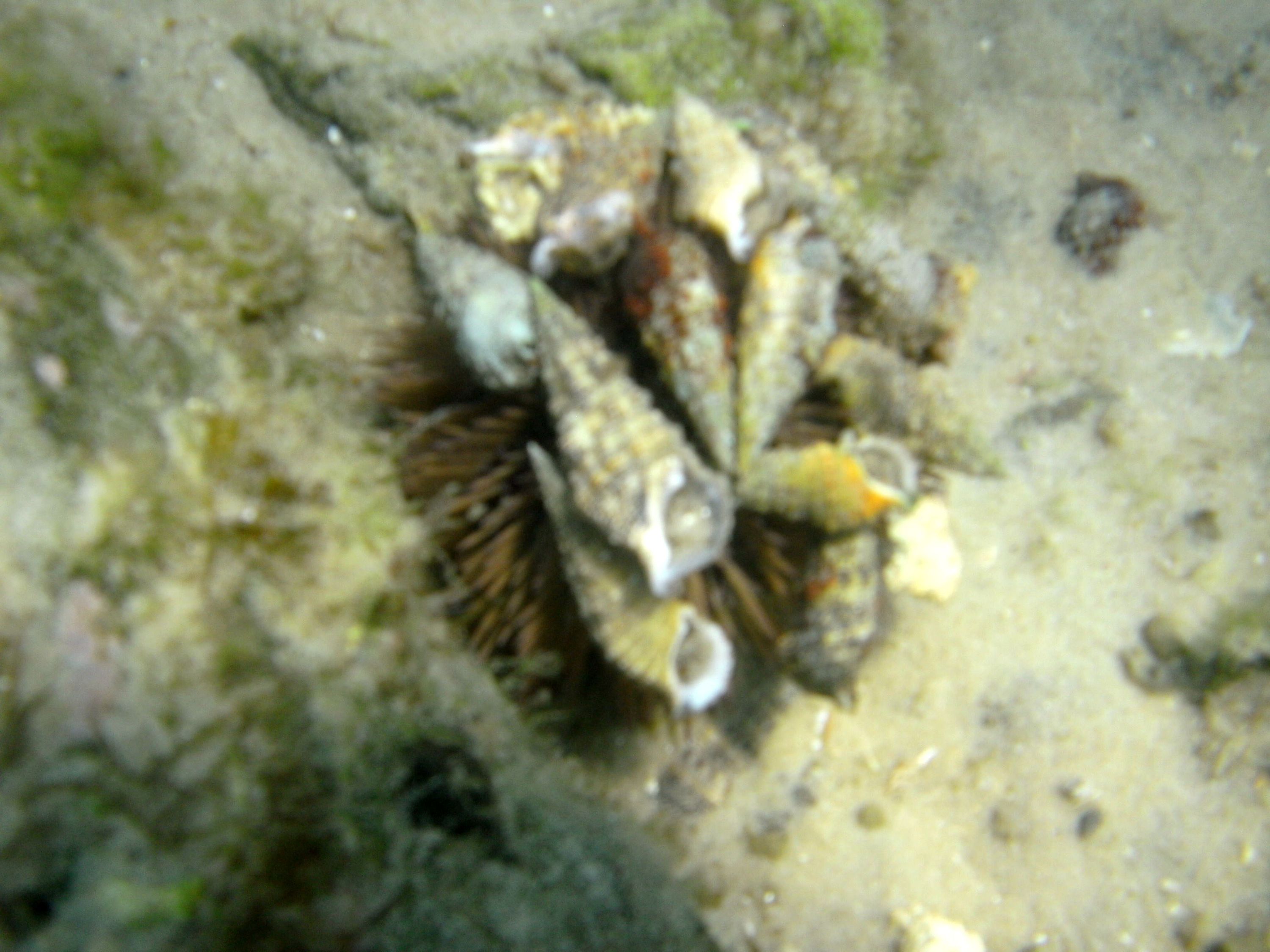 Sea Urchin