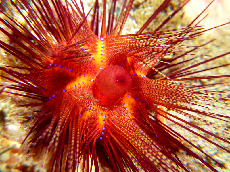 Sea urchin