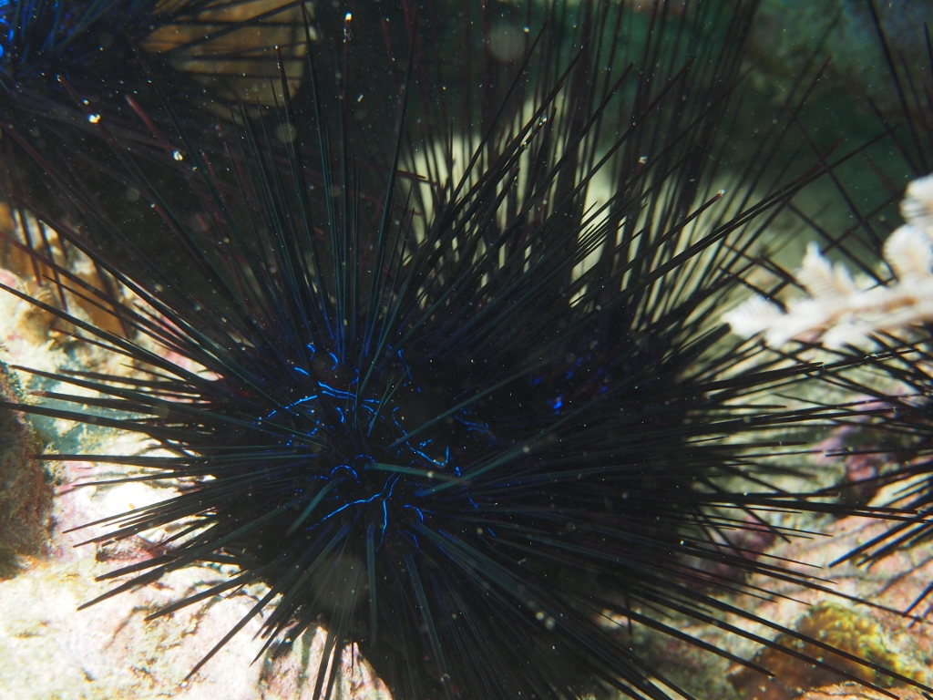 Sea Urchin