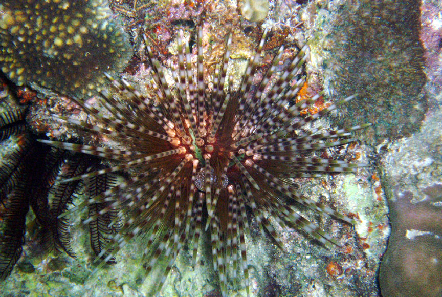 Sea Urchin