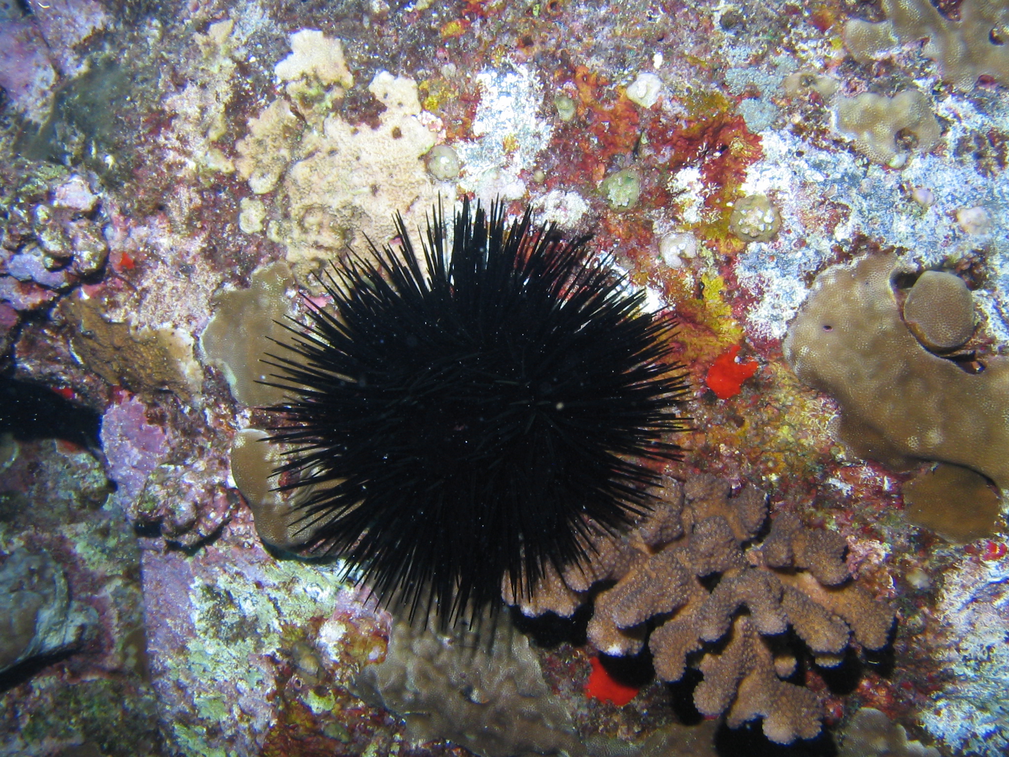 Sea Urchin