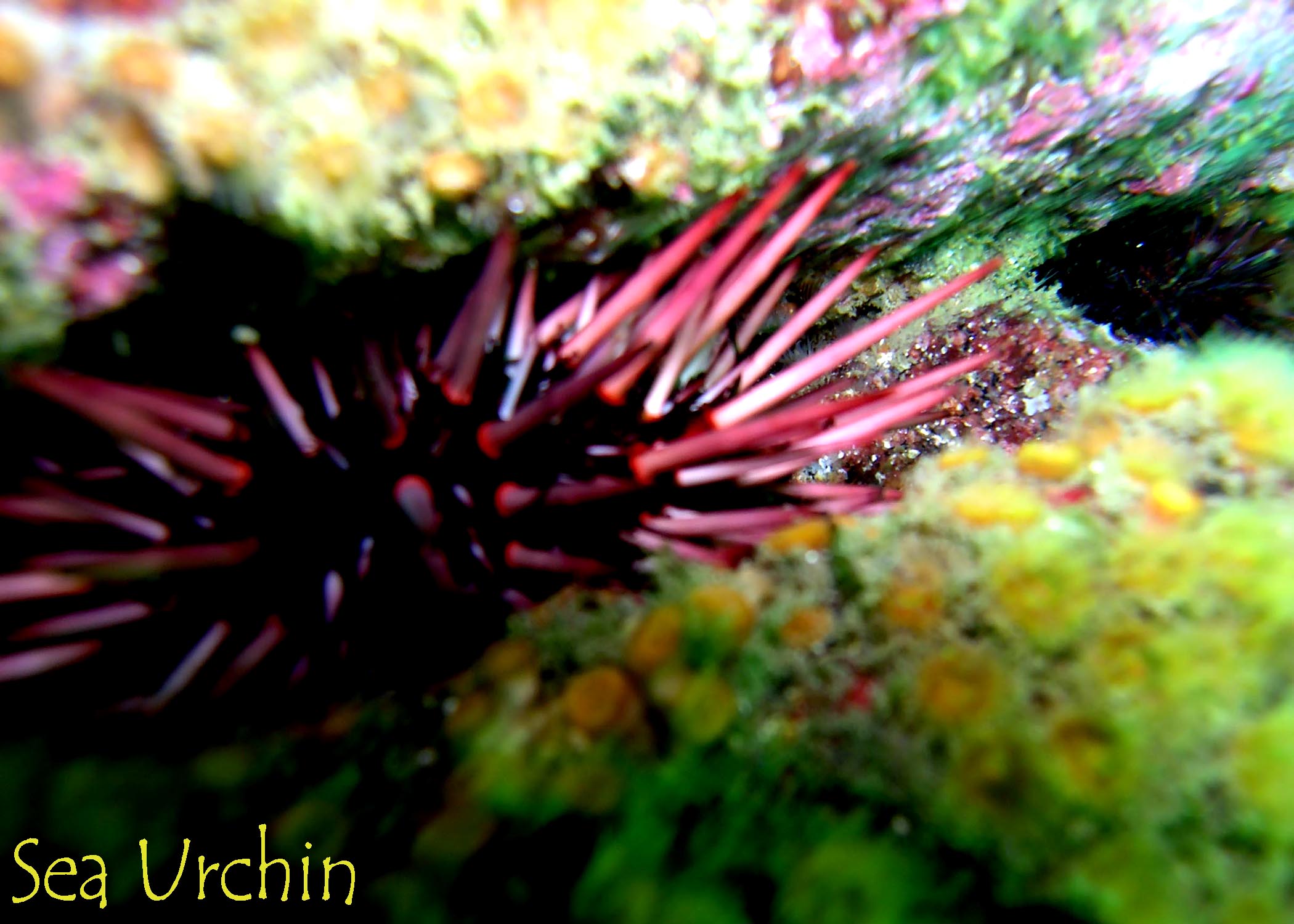 Sea Urchin