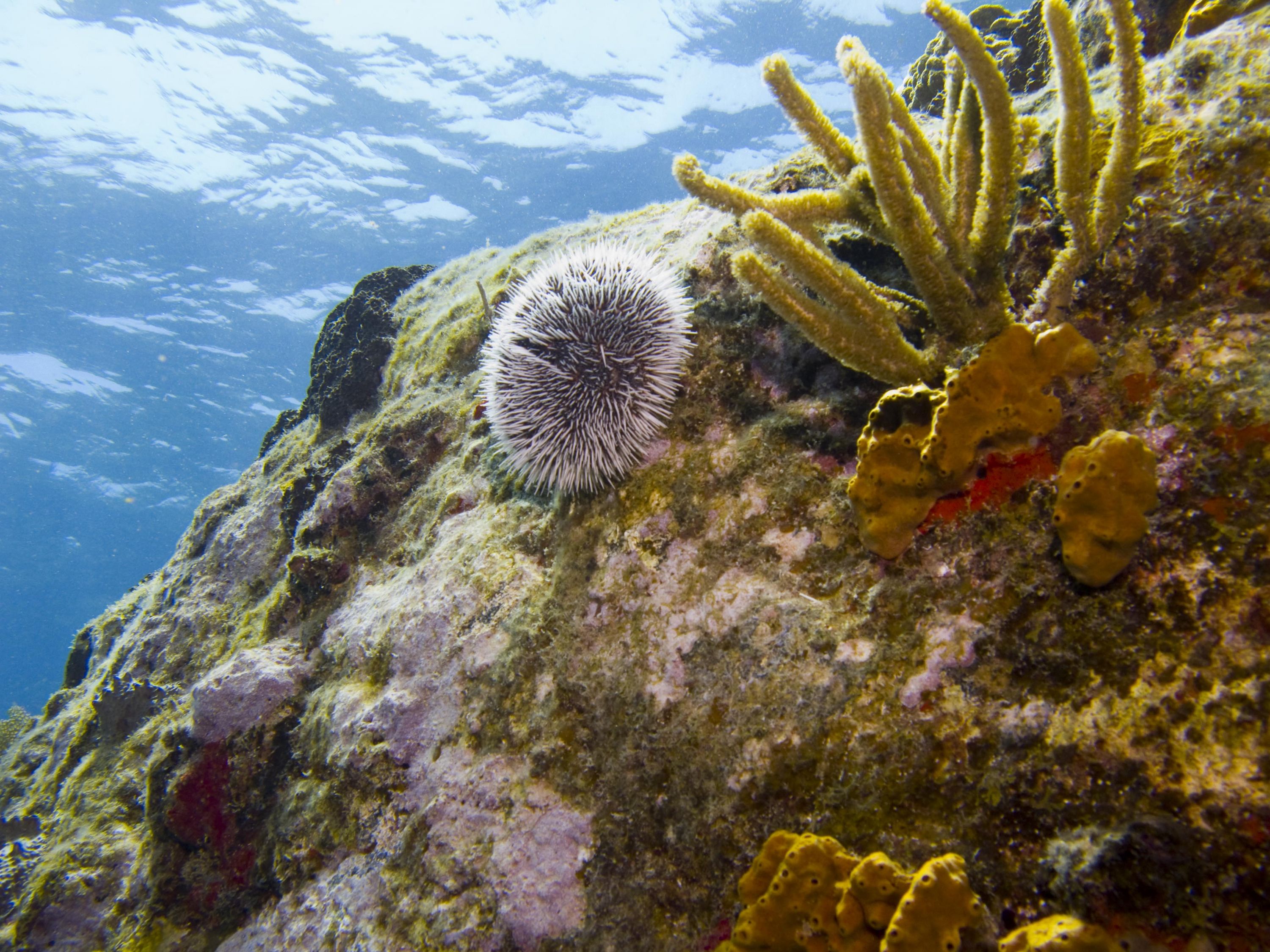 Sea Urchin