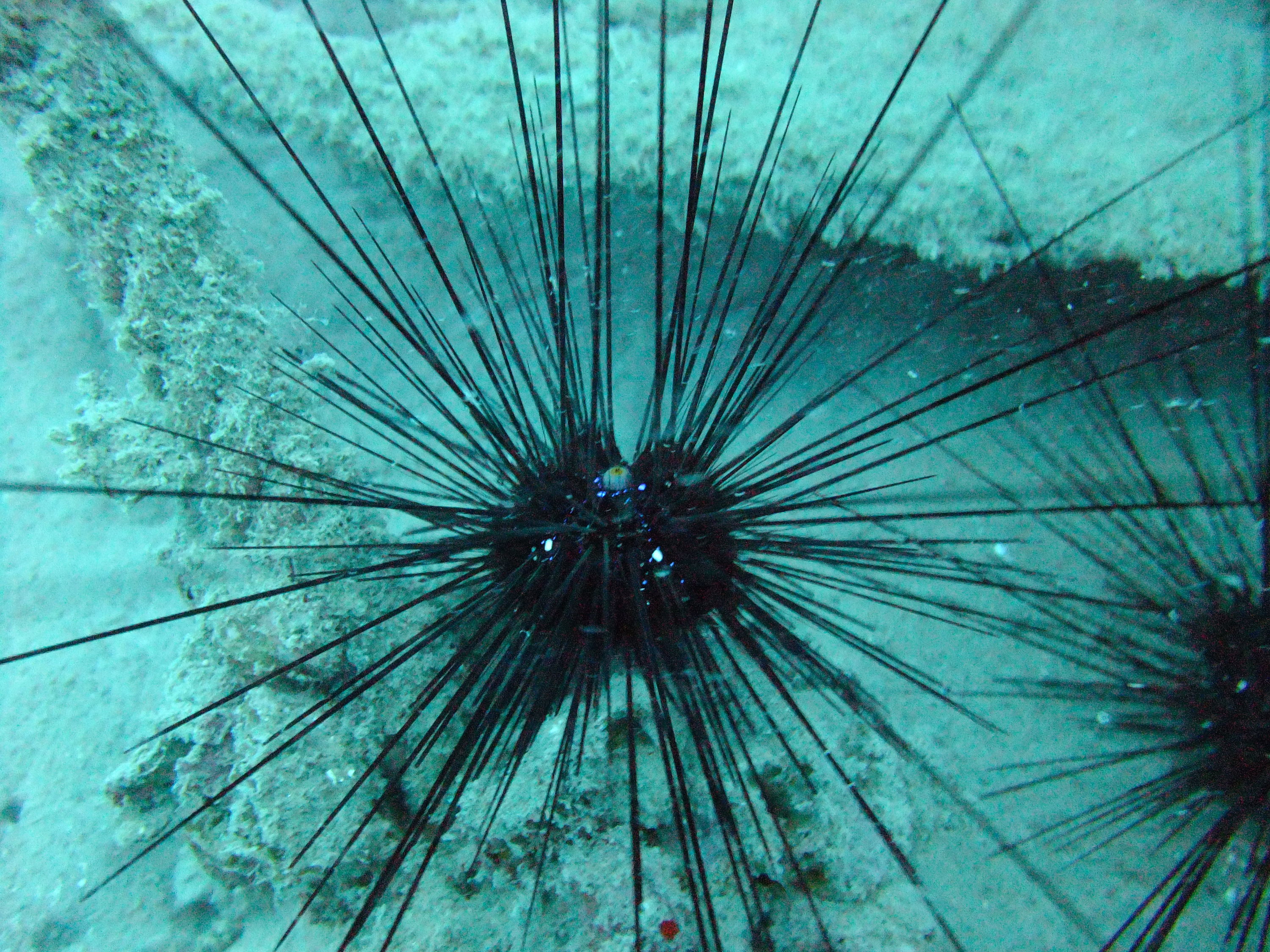 Sea Urchins!