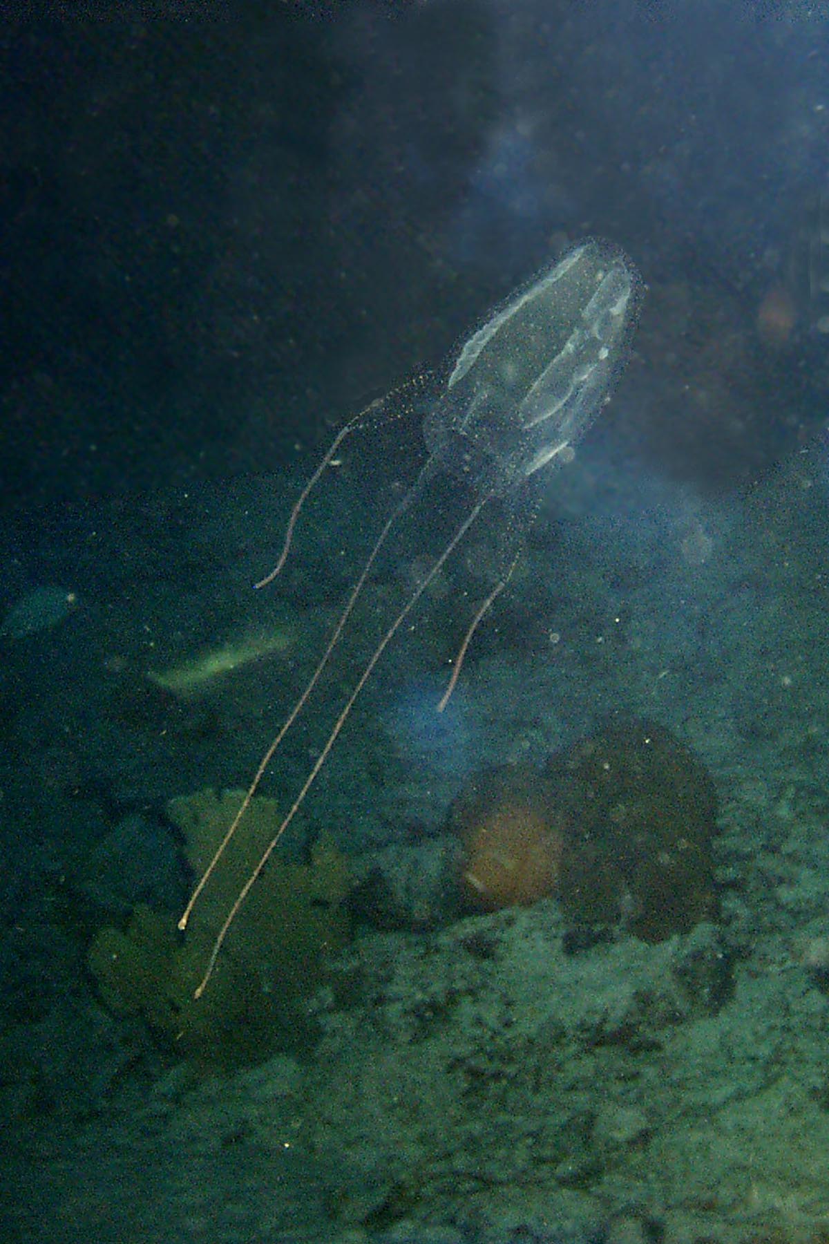 Sea Wasp (Carybdea alata)