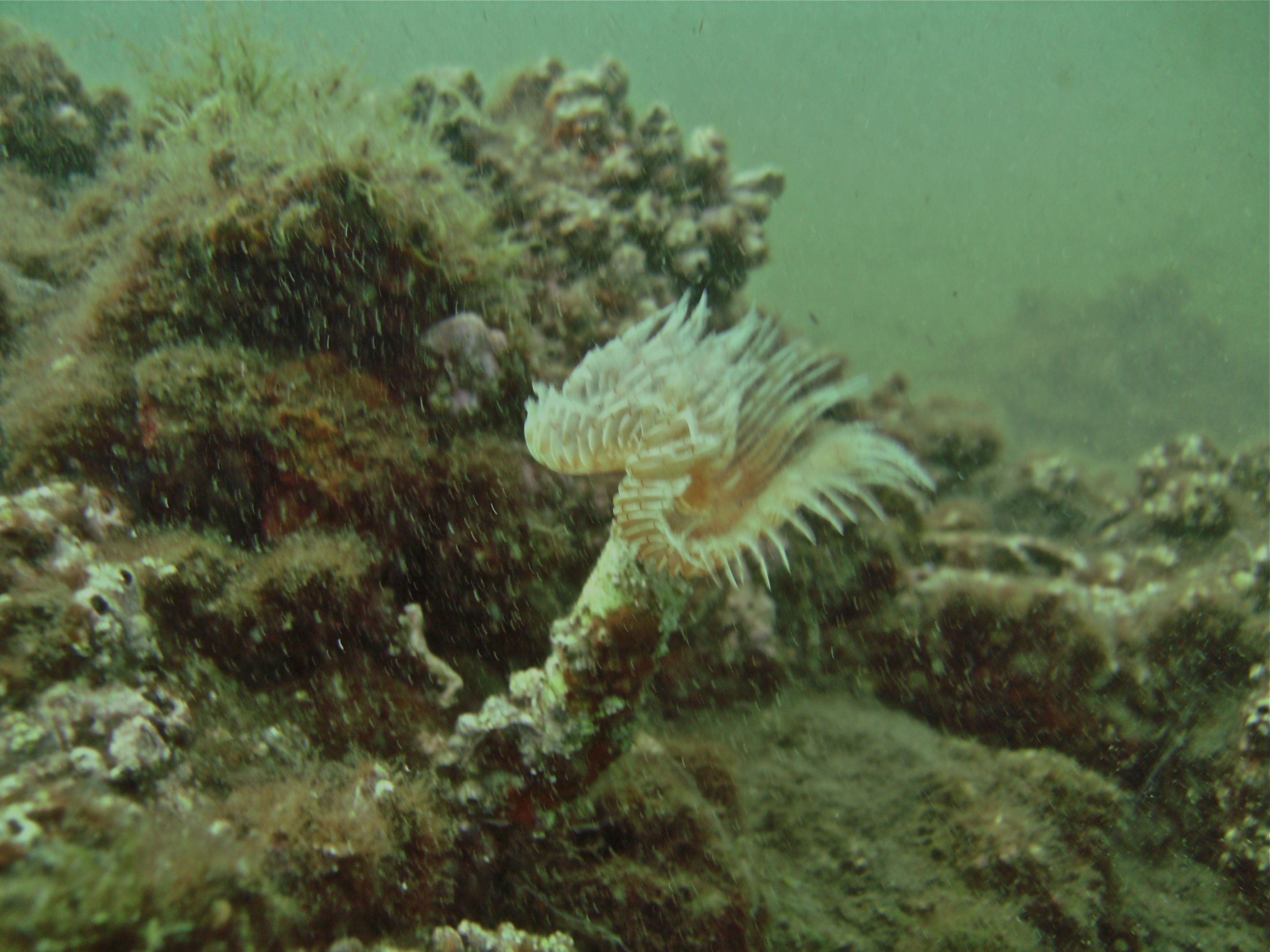 Sea worm