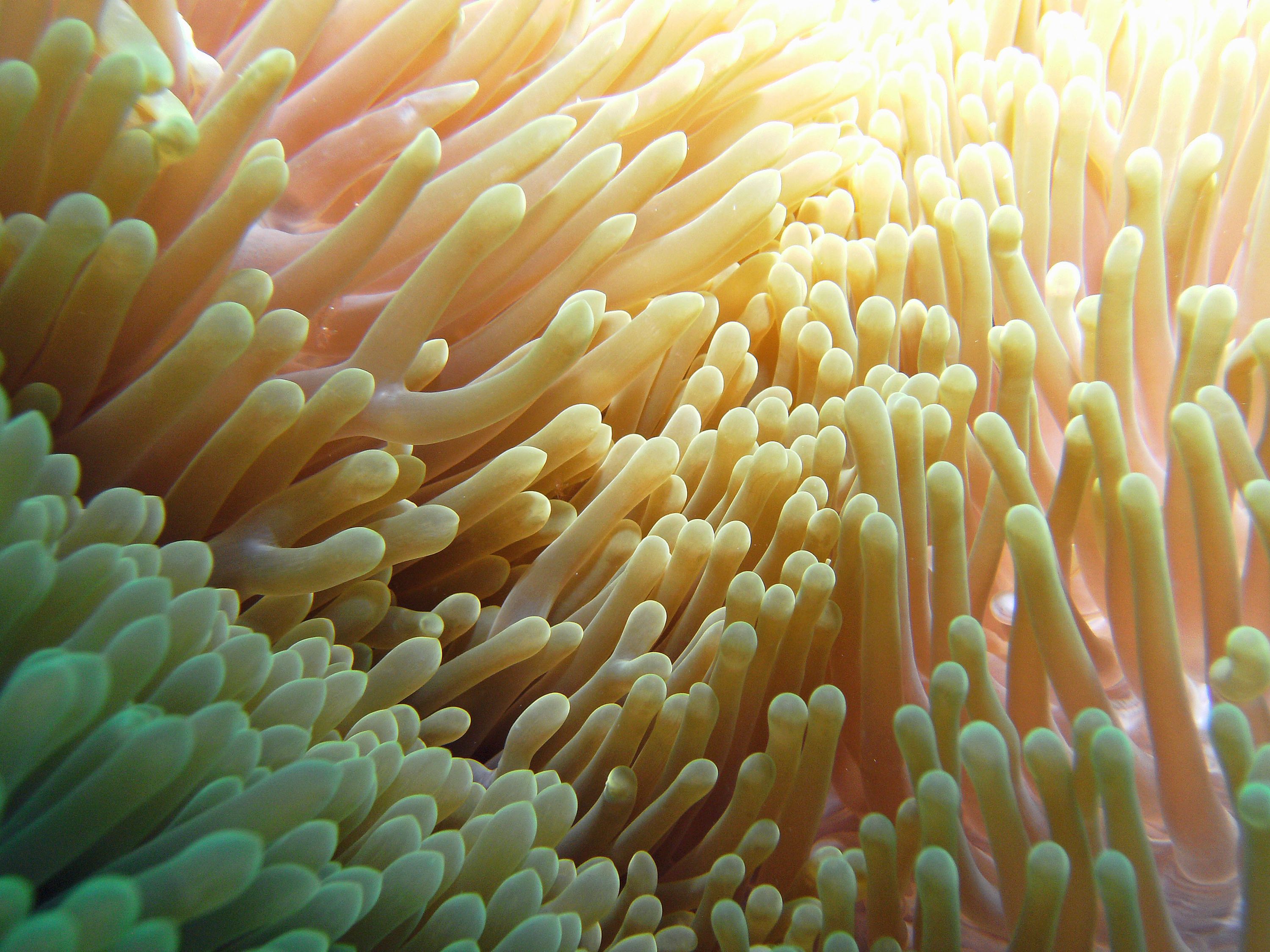 sea_anemone2