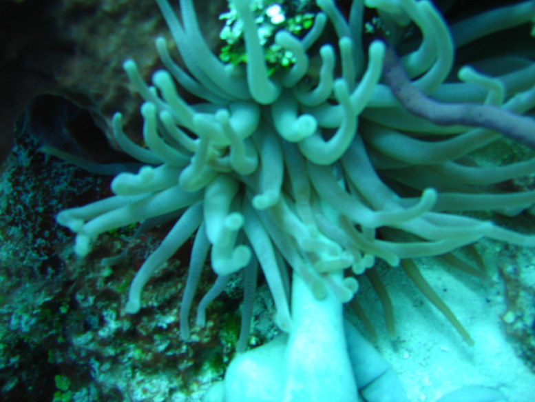 Sea_anemone_and_hand